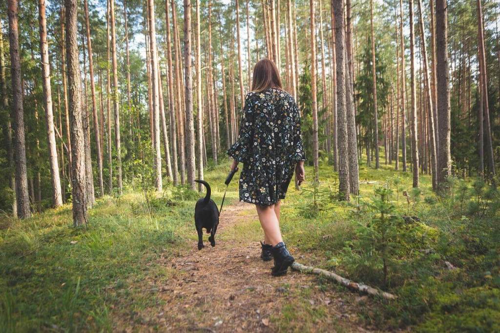 El sorprendente efecto de convivir y entrenar perros: menos estrés y envejecimiento más lento