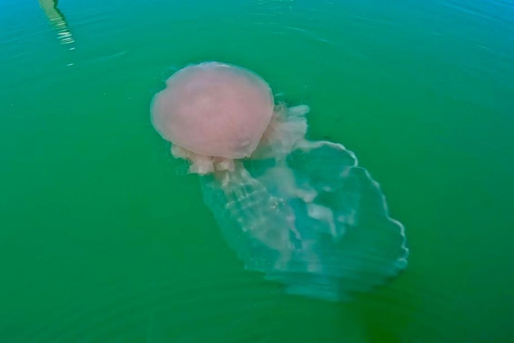 Durante un paseo en Port Aransas a finales de septiembre, Jace Tunnell presenció cómo una medusa rosa envolvía con sus tentáculos a una medusa luna, su presa favorita