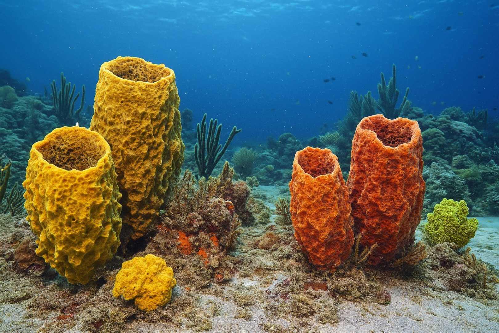 Recreación artística de esponjas de mar, posibles primeras criaturas animales del planeta, aún prosperan en arrecifes actuales