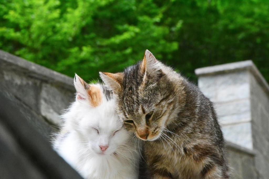 En los felinos, como en muchas otras especies de mamíferos, las hembras suelen vivir más que los machos, un patrón que podría estar ligado a su menor exposición a riesgos y a diferencias genéticas clave