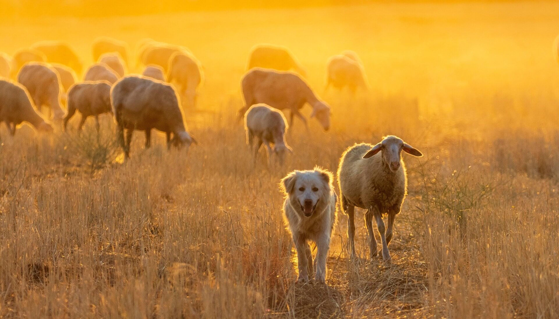 ¿Pueden sentir los animales? Un filósofo propone una hoja de ruta para entender la conciencia animal