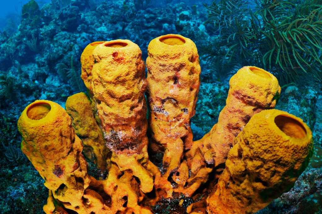 Un inusual marcador químico apunta a que las esponjas podrían haber sido los primeros animales en habitar la Tierra