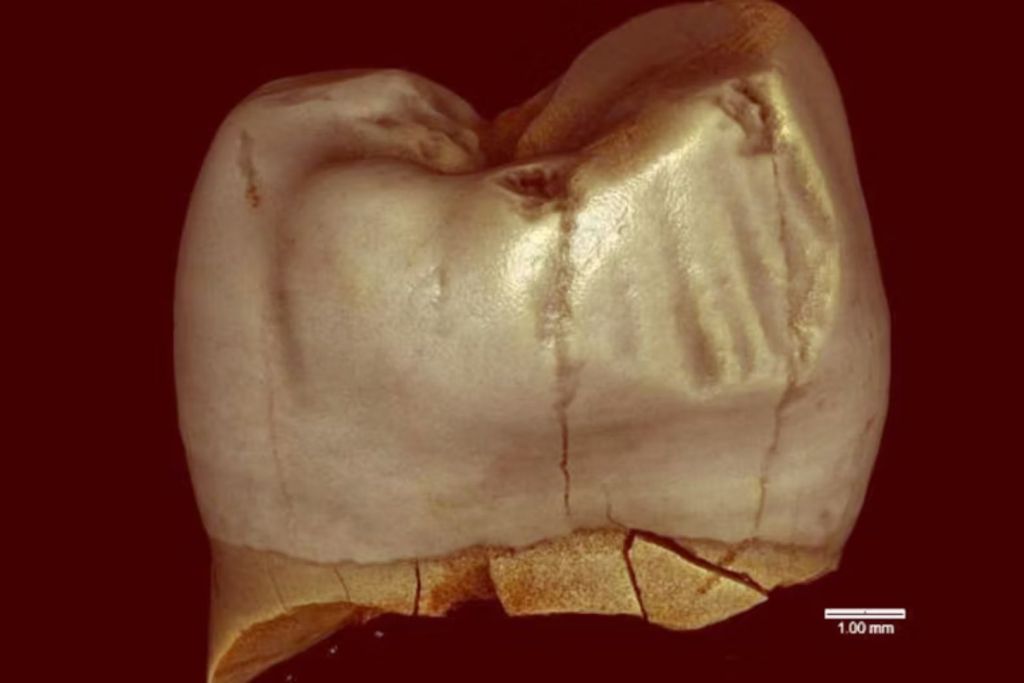 Un molar perteneciente a un neandertal