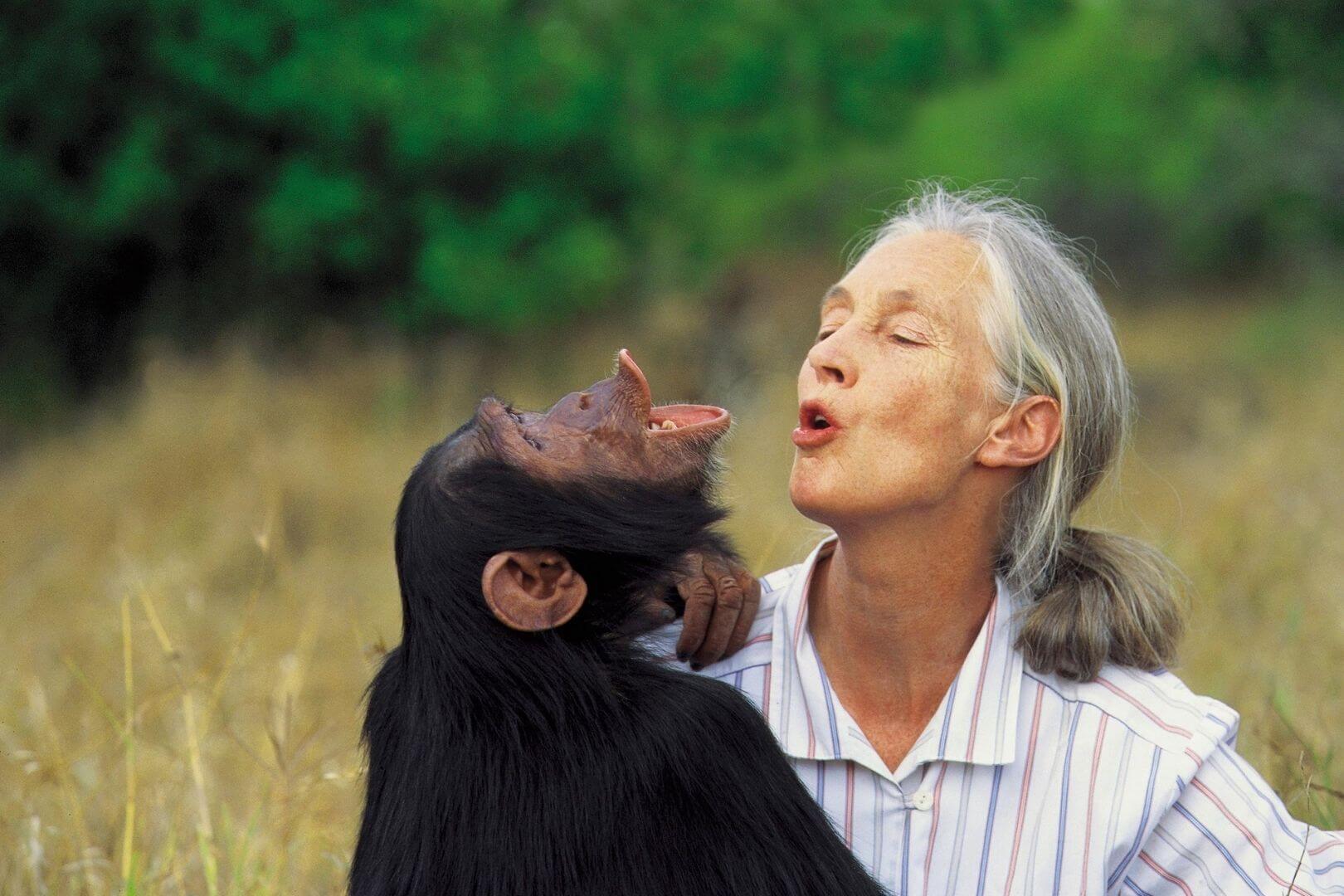 Durante más de 60 años, Jane Goodall dedicó su vida a estudiar, proteger y dar voz a los grandes simios