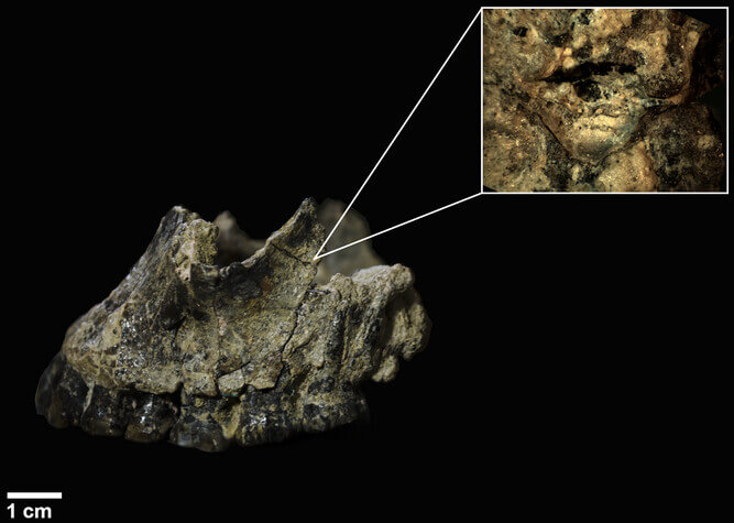marcas microscópicas revelan que Homo habilis no dominó la caza, la sufrió