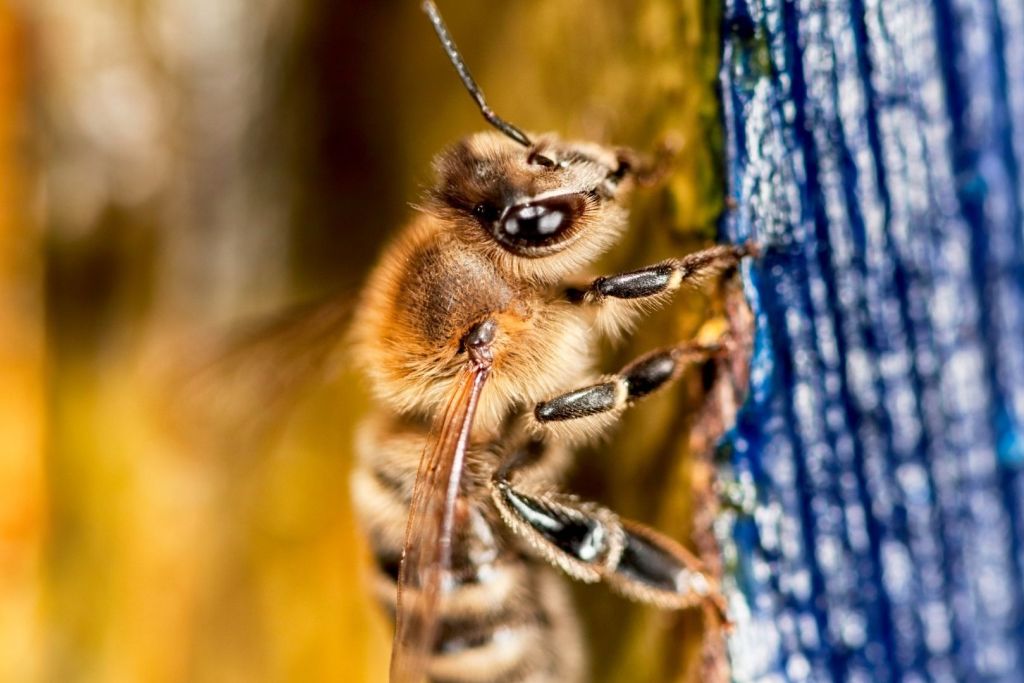 Su desaparición podría tener efectos en cadena sobre la biodiversidad europea
