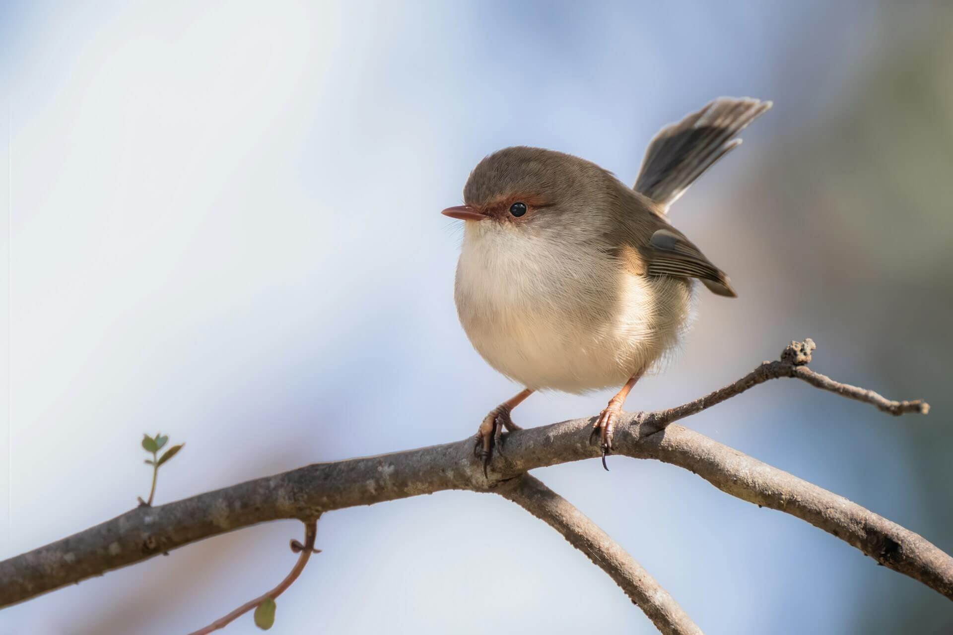 Científicos descubren que más de 20 especies de aves hablan el mismo “idioma” para defender sus nidos