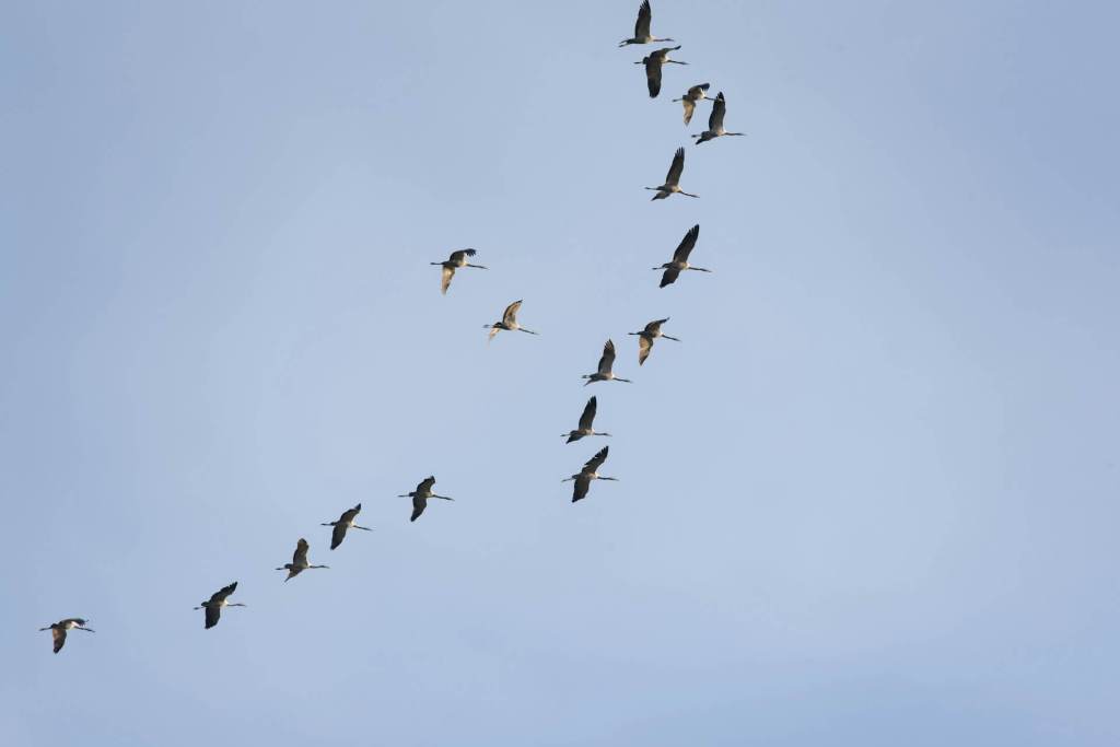 El entrelazamiento cuántico podría estar detrás de la capacidad de orientación de las aves migratorias.