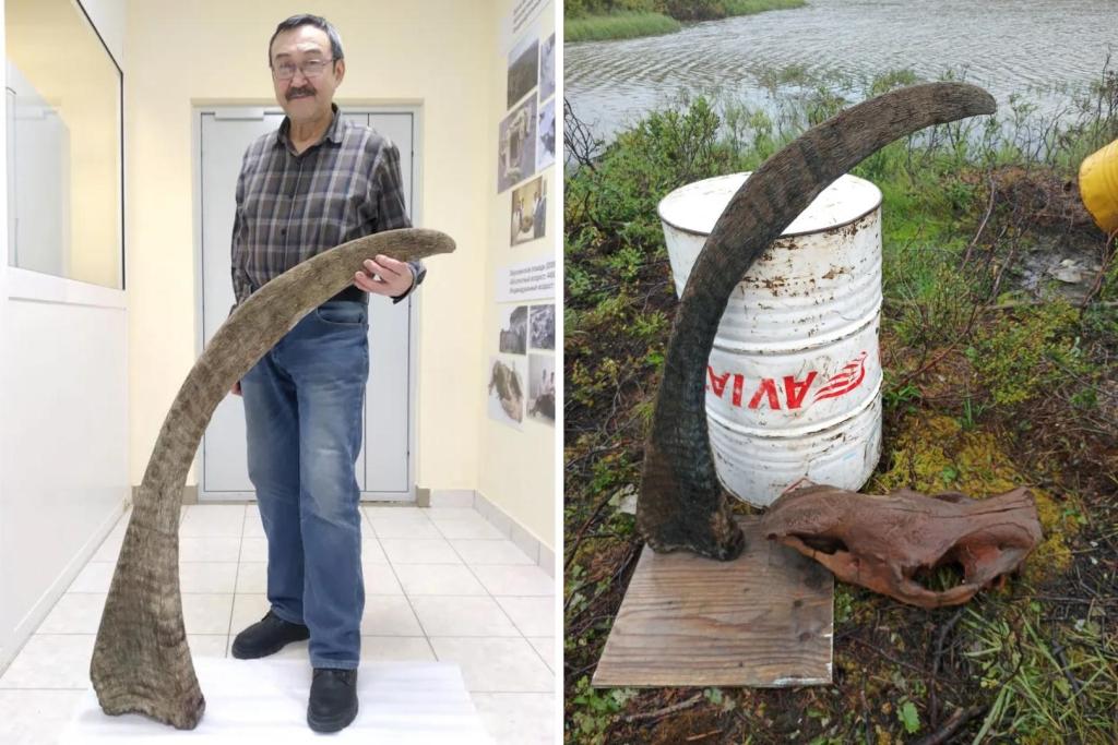 El paleontólogo Gennady Boeskorov posa junto al cuerno más largo jamás hallado de un rinoceronte lanudo