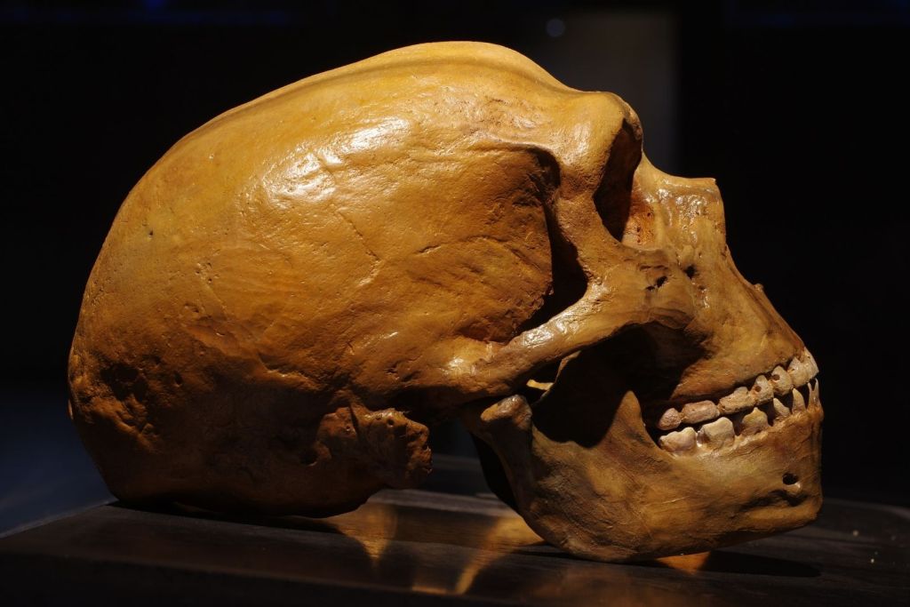 A lo largo de nuestra evolución se han identificado extraños surcos dentales, presentes tanto en fósiles de hace 1,8 millones de años como en restos mucho más recientes de neandertales
