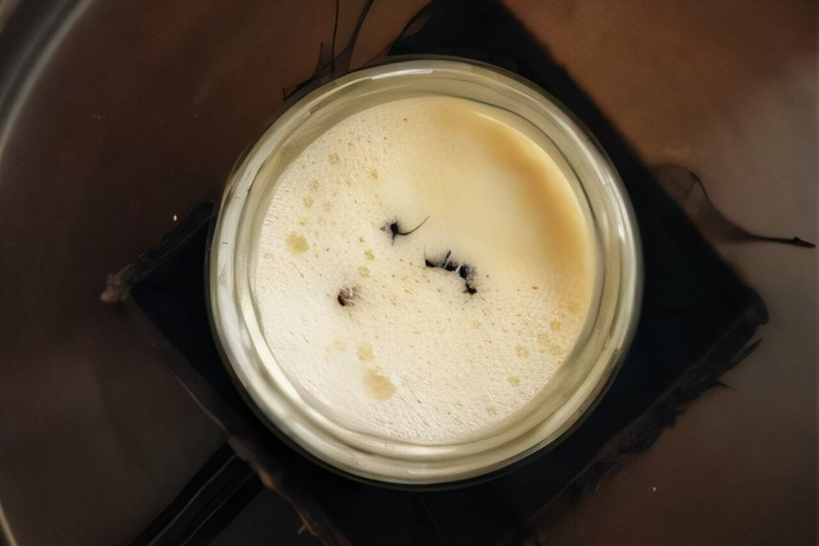 Siguiendo un antiguo método búlgaro para elaborar yogur, los investigadores añadieron cuatro hormigas del bosque vivas a un tarro de leche templada