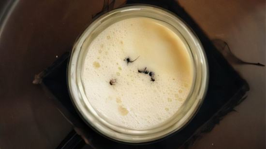 Siguiendo un antiguo método búlgaro para elaborar yogur, los investigadores añadieron cuatro hormigas del bosque vivas a un tarro de leche templada